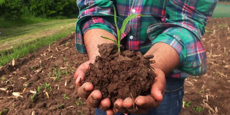 Illustrative image of Organic soil management in Dundee